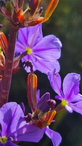 Aristea bakeri flowers seen from behind